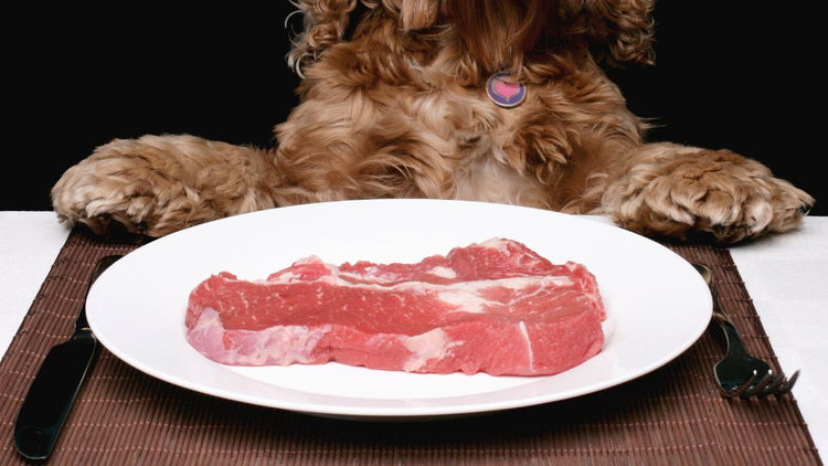 dog feeding guide to which meats to feed  | Discover Dogs pet store Vancouver