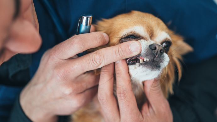 Senior Dog Dental Health Tips
