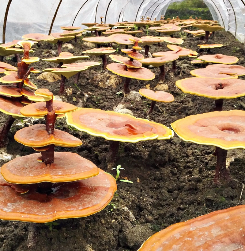 Load image into Gallery viewer, Fera Pet Organics USDA Organic Mushroom Blend for Immune Support for Dogs & Cats