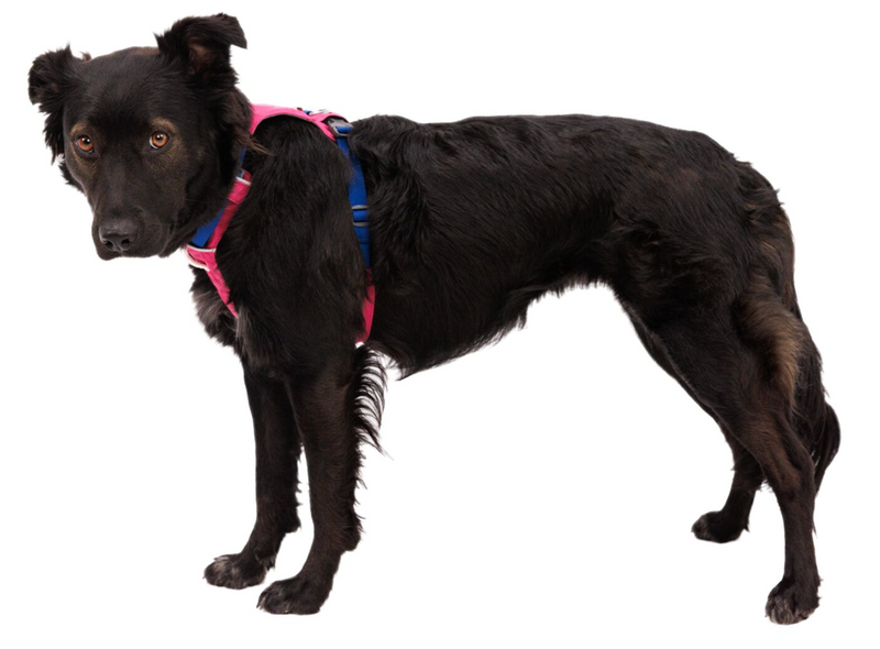 Load image into Gallery viewer, Ruffwear Hi & Light Harness Alpenglow Pink