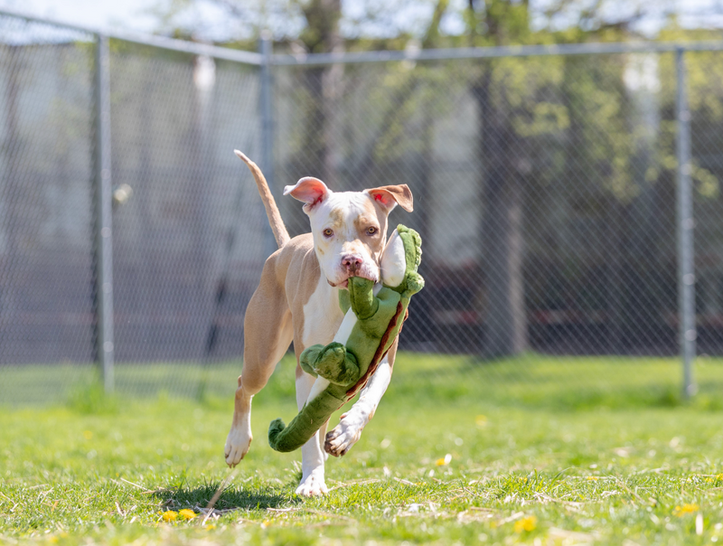 Load image into Gallery viewer, Fluff & Tuff Big Daddy Gator 23''