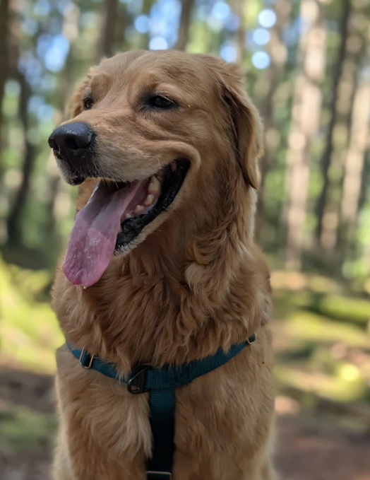 Load image into Gallery viewer, Woof & Stuff Basecamp Harness Purple