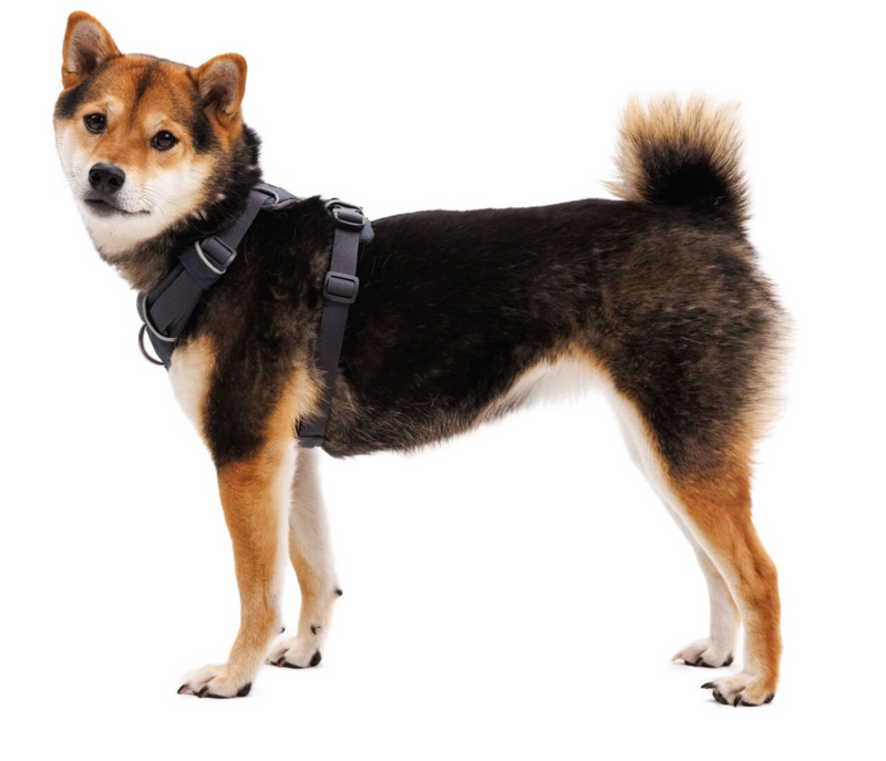 Load image into Gallery viewer, Ruffwear Front Range Harness Basalt Gray