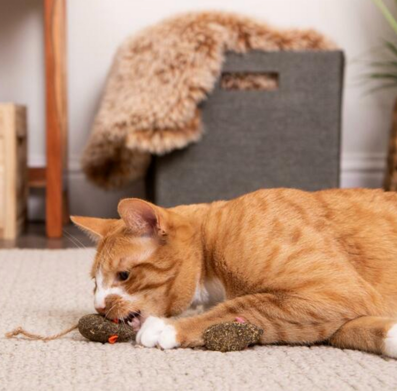 Load image into Gallery viewer, Instincts HappyNip Compressed Catnip Toy 2PK