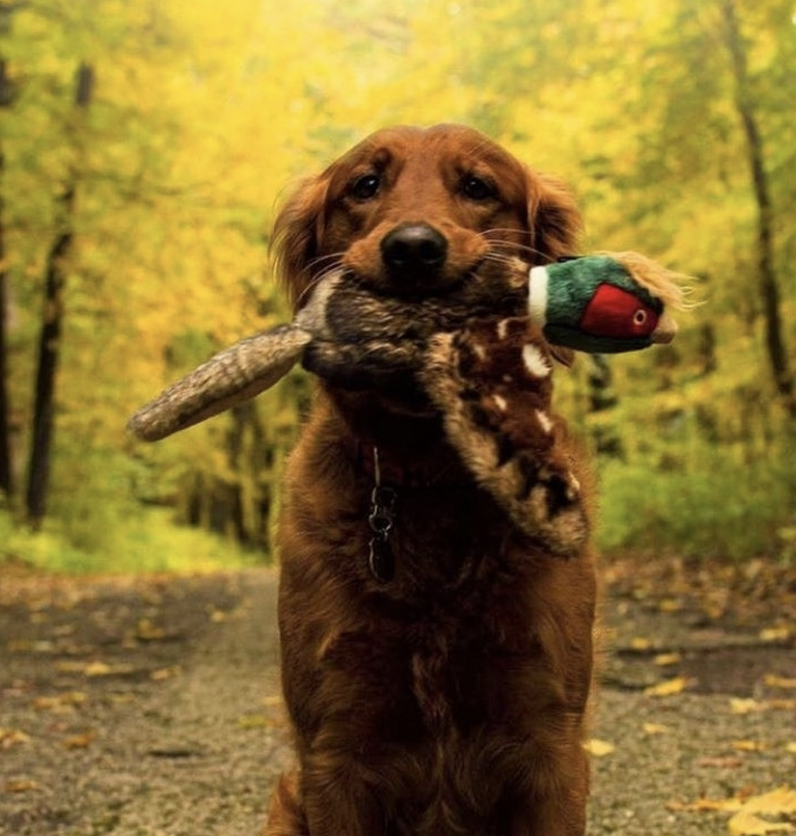Load image into Gallery viewer, Fluff & Tuff Ike Pheasant 12''
