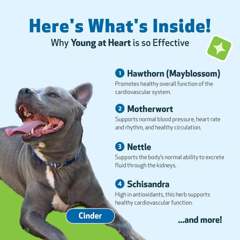 Load image into Gallery viewer, Pet Wellbeing Young At Heart