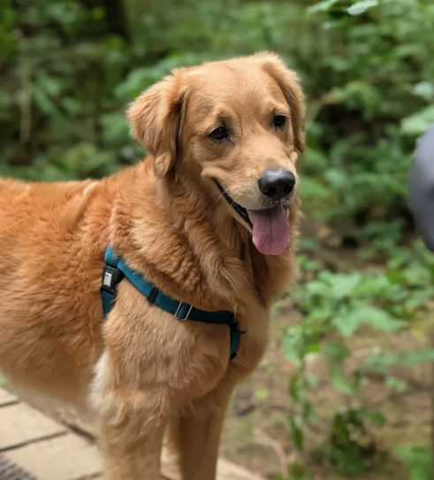 Load image into Gallery viewer, Woof & Stuff Basecamp Harness Gray