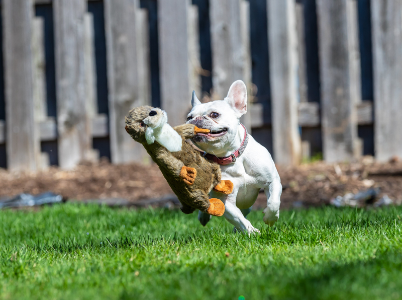 Load image into Gallery viewer, Fluff & Tuff Harry Otter 15''