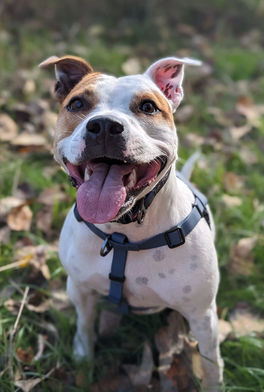 Woof & Stuff Blueberry Waterproof Adventure Harness
