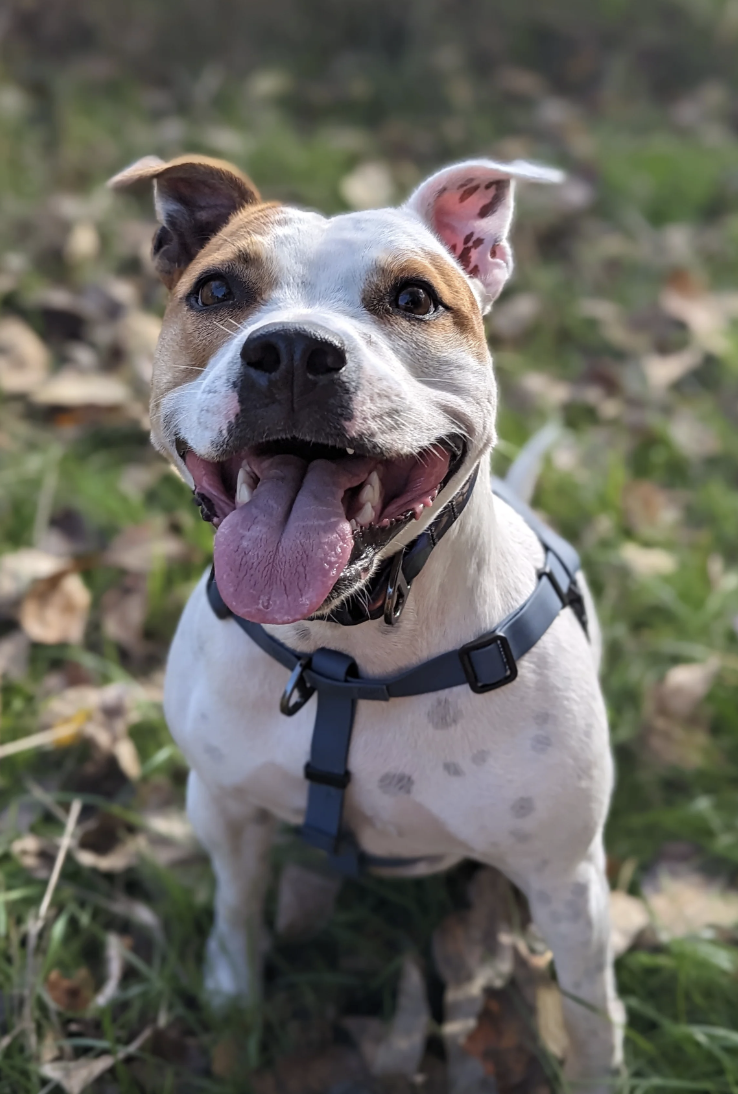 Load image into Gallery viewer, Woof & Stuff Blueberry Waterproof Adventure Harness XS overstock sale