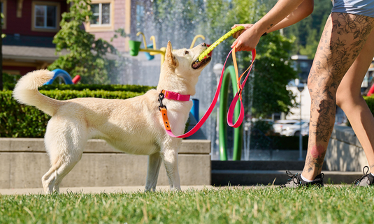 RC Pets Waterproof Collar Azalea/Orange