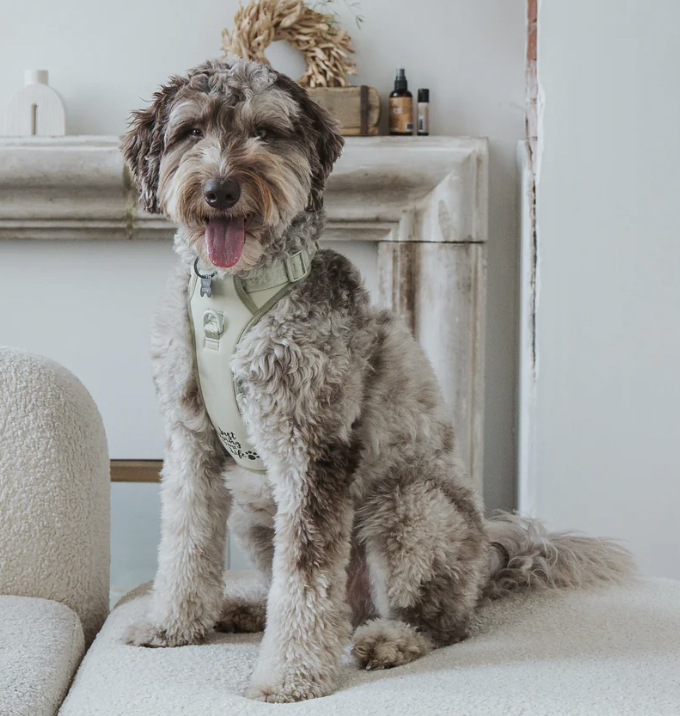 Load image into Gallery viewer, Dexypaws Dog No-Pull Harness Sage