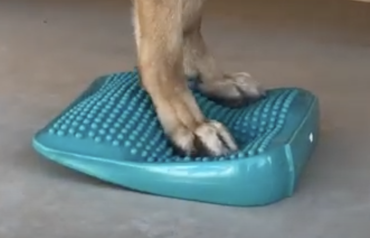 Load image into Gallery viewer, FitPAWS Ramp Aqua w/ Pump