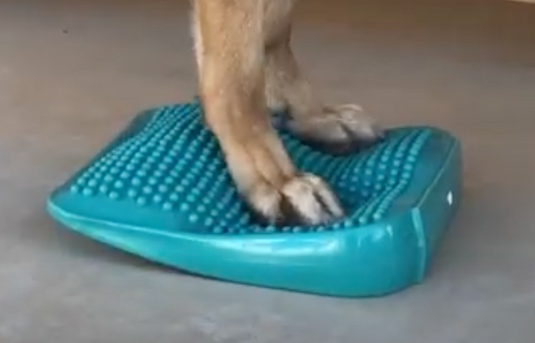 FitPAWS Ramp, Aqua