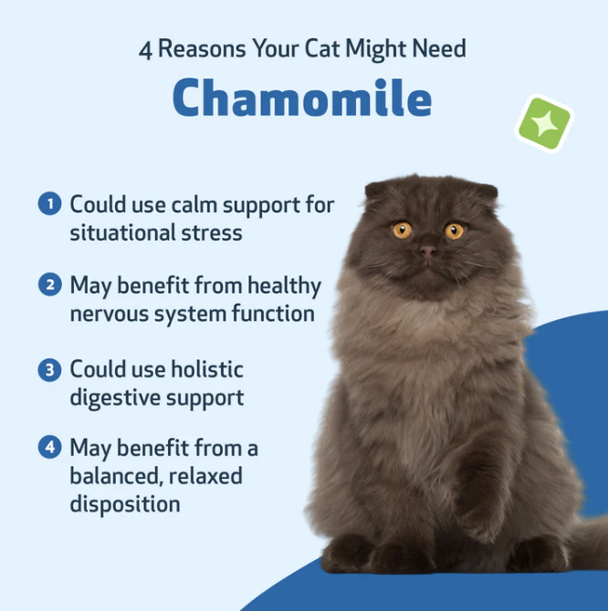 Load image into Gallery viewer, Pet Wellbeing Chamomile for Cats