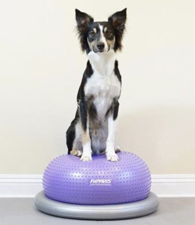 Load image into Gallery viewer, FitPAWS Trax Donut Canine Muscle Trainer