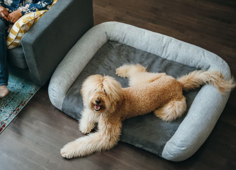 Load image into Gallery viewer, PLAY Memory Foam Lounger Bed Brown