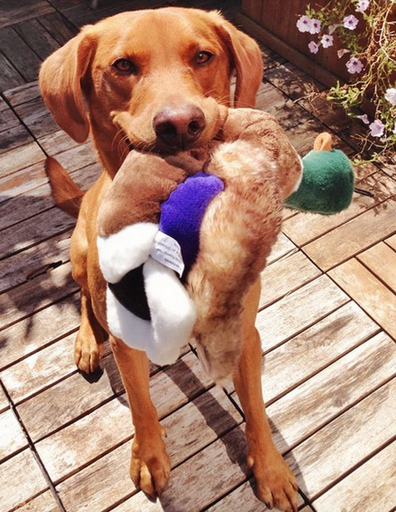 Load image into Gallery viewer, Fluff & Tuff Mallard Duck 13'' - Discover Dogs