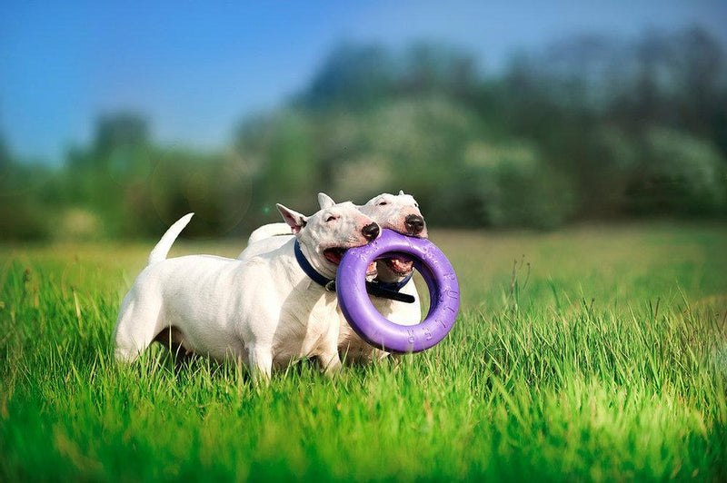 Load image into Gallery viewer, Puller - Discover Dogs