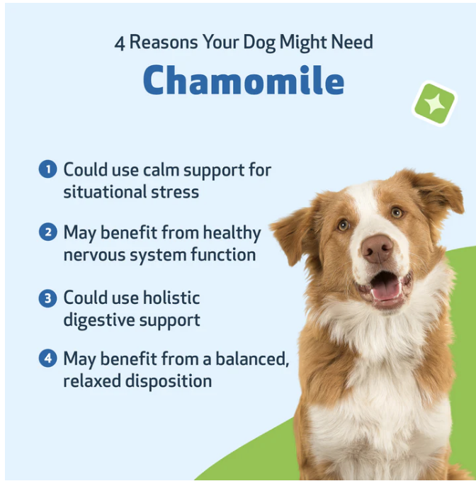 Load image into Gallery viewer, Pet Wellbeing Chamomile for Dogs