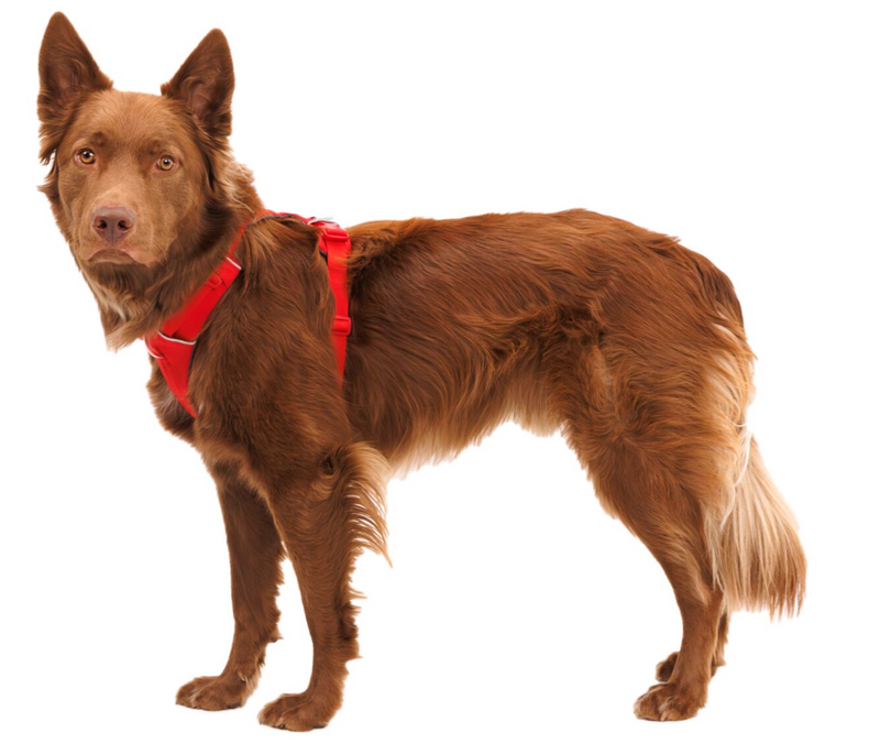 Load image into Gallery viewer, Ruffwear Front Range Harness Red Canyon