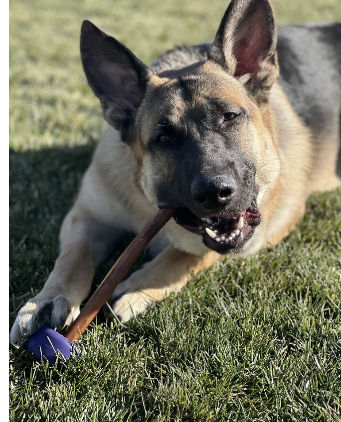 Load image into Gallery viewer, Bully Lok By Bully Grip Chew Holder
