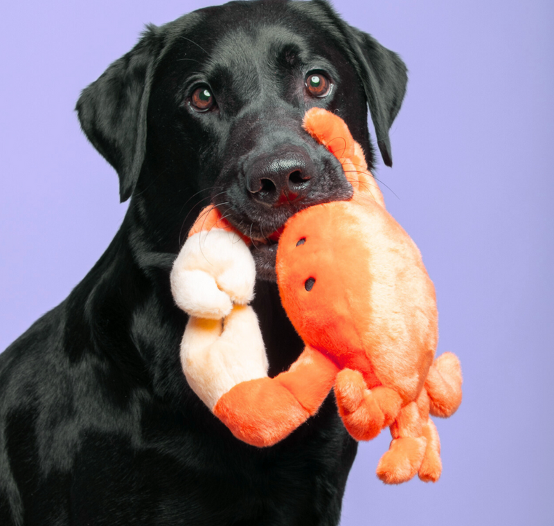 Load image into Gallery viewer, Fluff & Tuff Phyllis Crab