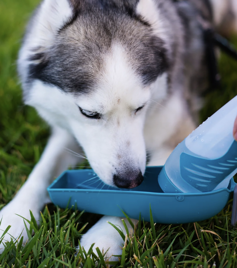 Load image into Gallery viewer, Messy Mutts Water Bottle with Removable Bowl
