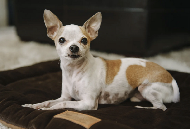 Load image into Gallery viewer, PLAY Chill Pad Anchor