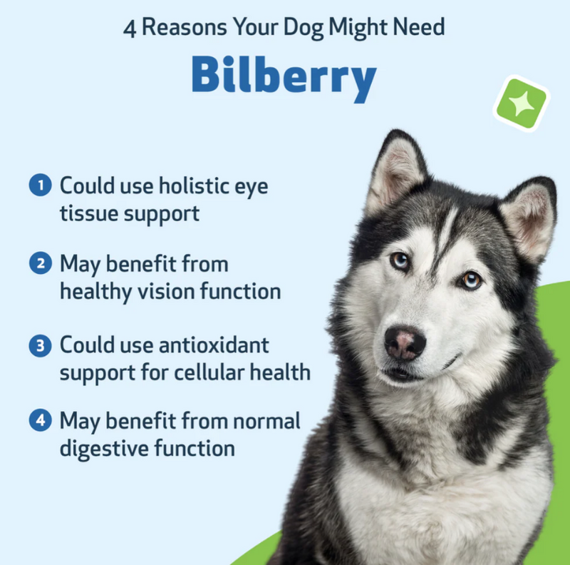 Load image into Gallery viewer, Pet Wellbeing Bilberry Supports Healthy Vision & Capillaries in Dogs - Discover Dogs