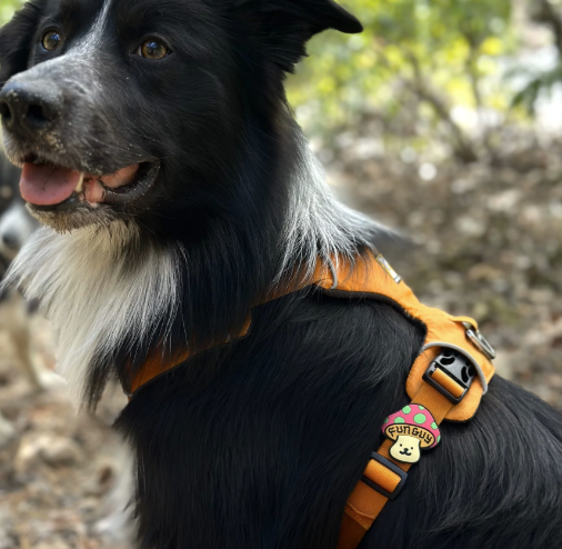 Load image into Gallery viewer, Jiby Dog Charm Fun Guy