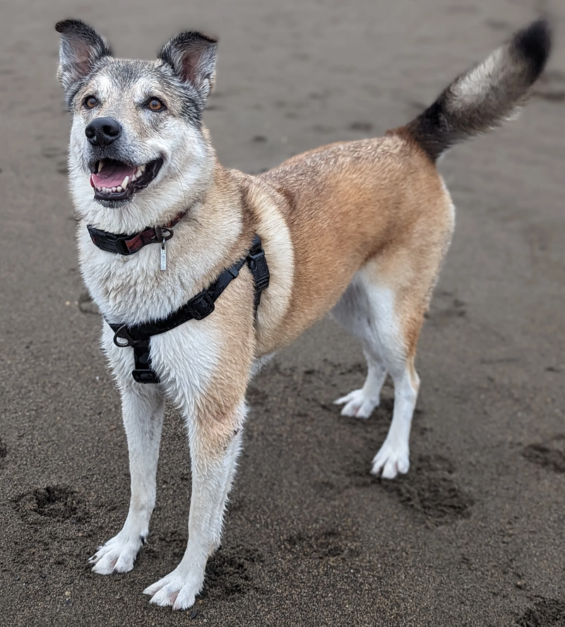 Load image into Gallery viewer, Woof & Stuff Raven Waterproof Adventure Harness - Discover Dogs