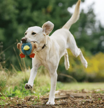 Load image into Gallery viewer, PLAY Barnyard Buddies Duck