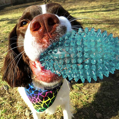 Load image into Gallery viewer, Gnawsome Squeaker Football