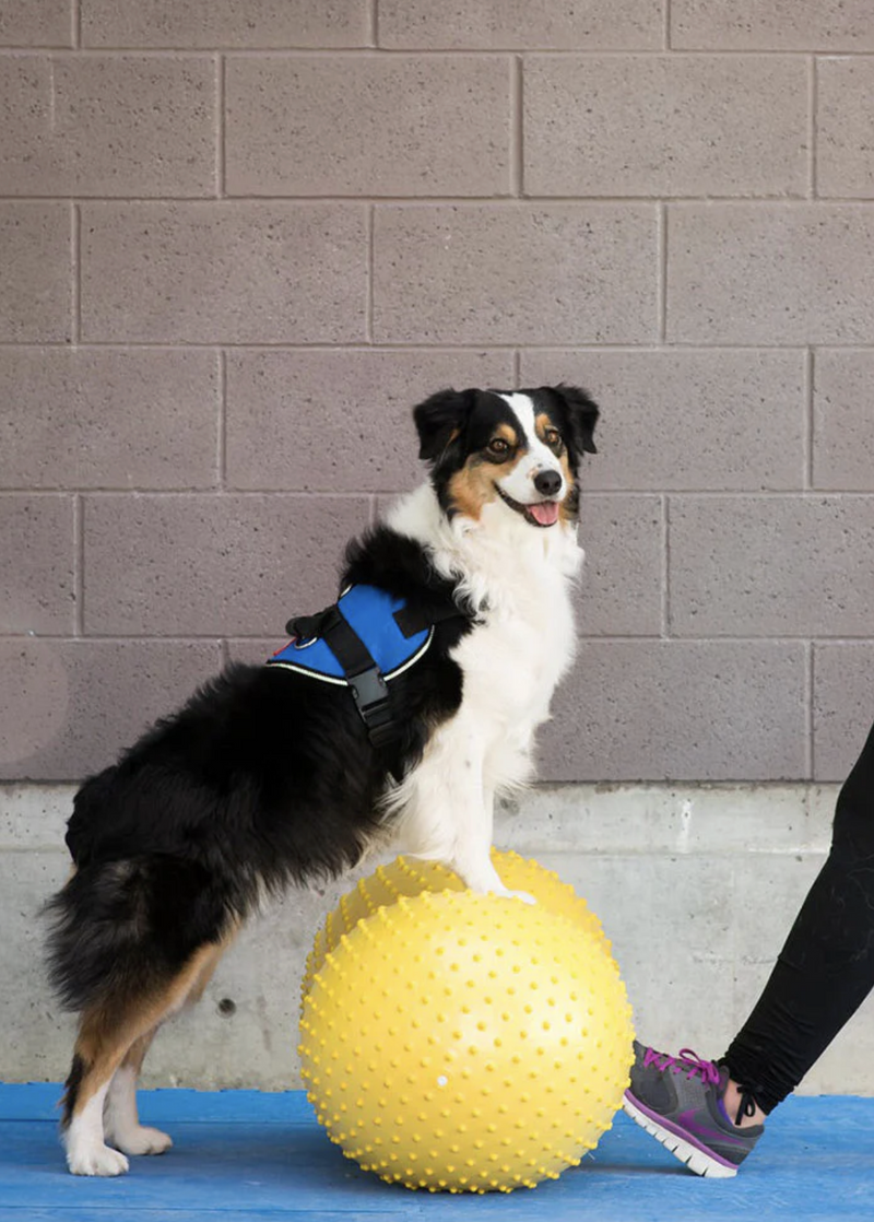 Load image into Gallery viewer, FitPAWS TRAX Peanut