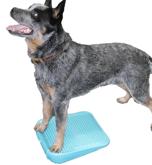 FitPAWS Ramp Aqua w/ Pump