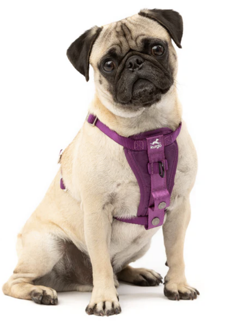 Load image into Gallery viewer, Kurgo Enhanced Strength Tru-Fit Dog Car Harness Purple