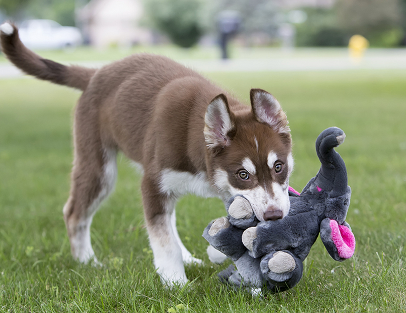 Load image into Gallery viewer, Fluff & Tuff Edsel Elephant