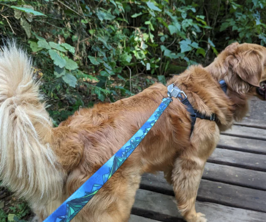 Load image into Gallery viewer, Woof & Stuff West Coast Waterproof Leash