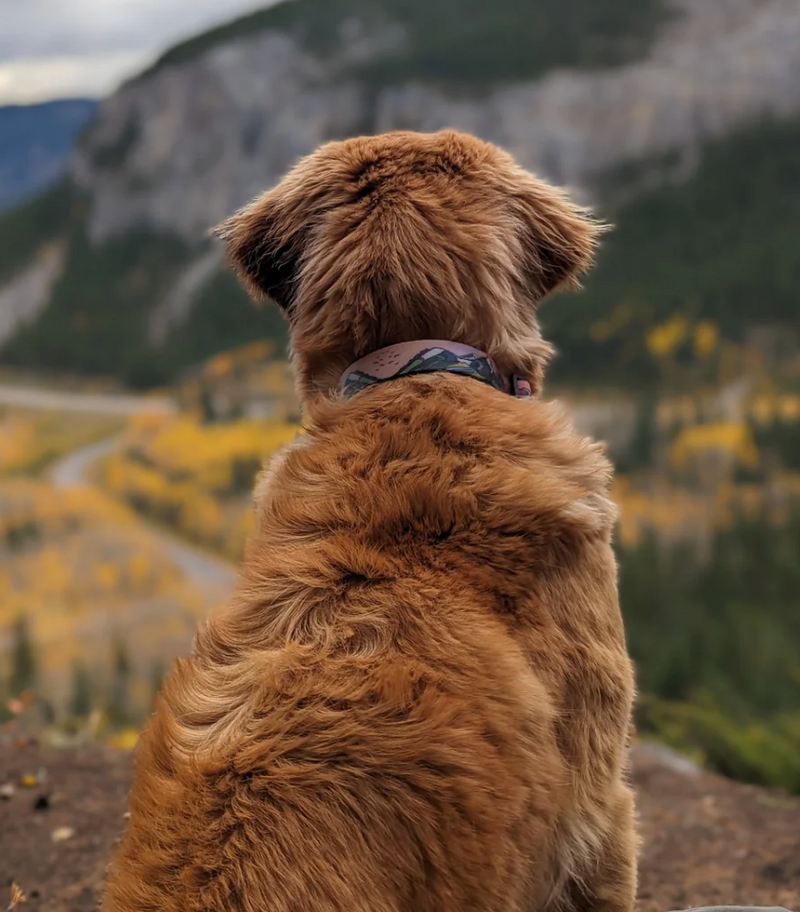 Load image into Gallery viewer, Woof & Stuff Sunrise Waterproof Collar