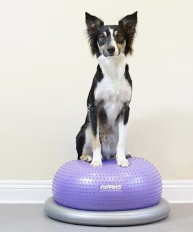 Load image into Gallery viewer, FitPAWS Circular Holder for Trax Donut