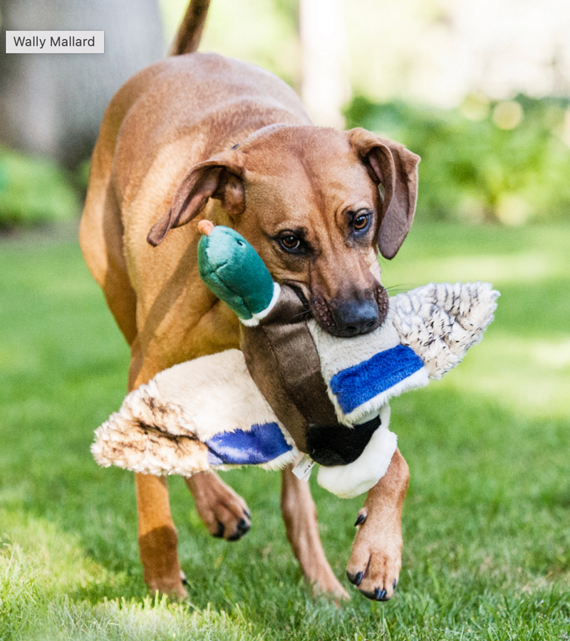 Load image into Gallery viewer, Fluff & Tuff Mallard Duck 13'' - Discover Dogs