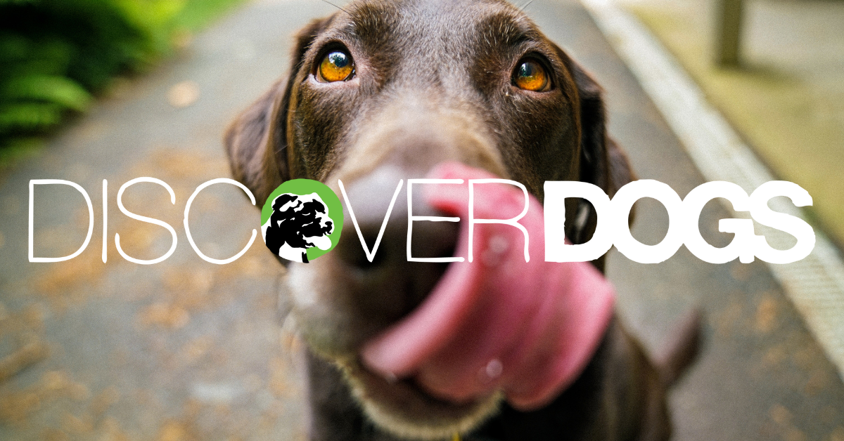 Welcome to Discover Dogs
