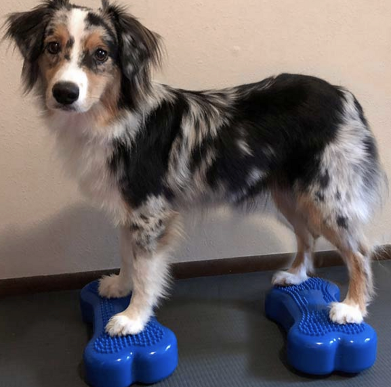 Load image into Gallery viewer, FitPAWS K9 FITbone