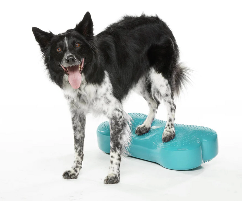 Load image into Gallery viewer, FitPAWS K9 FITbone - Discover Dogs