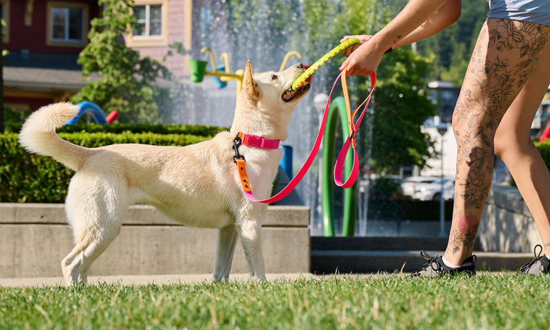 Load image into Gallery viewer, RC Pets Waterproof Leash 5' x 1''