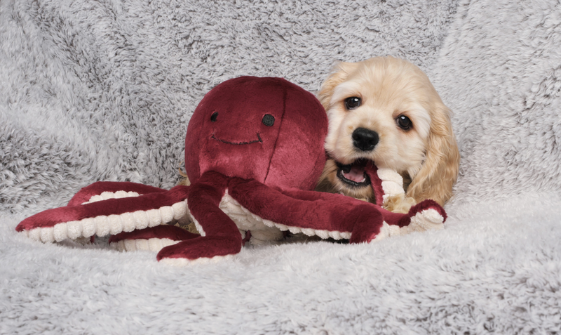 Load image into Gallery viewer, Fluff & Tuff Olympia the Octopus 11'' - Discover Dogs
