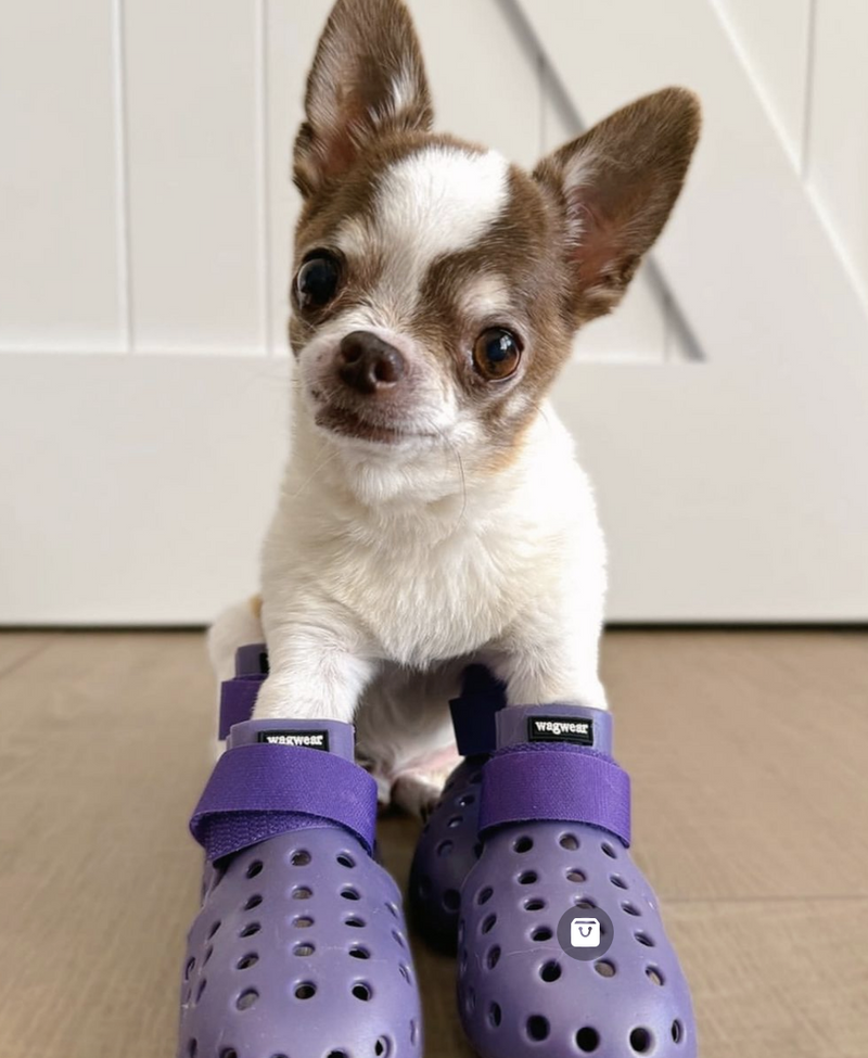 Load image into Gallery viewer, Wagwear WagWellies Mojave Purple
