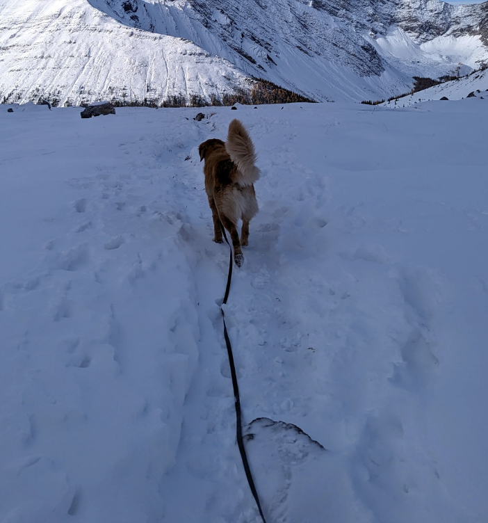 Load image into Gallery viewer, Woof & Stuff Raven Waterproof Longline