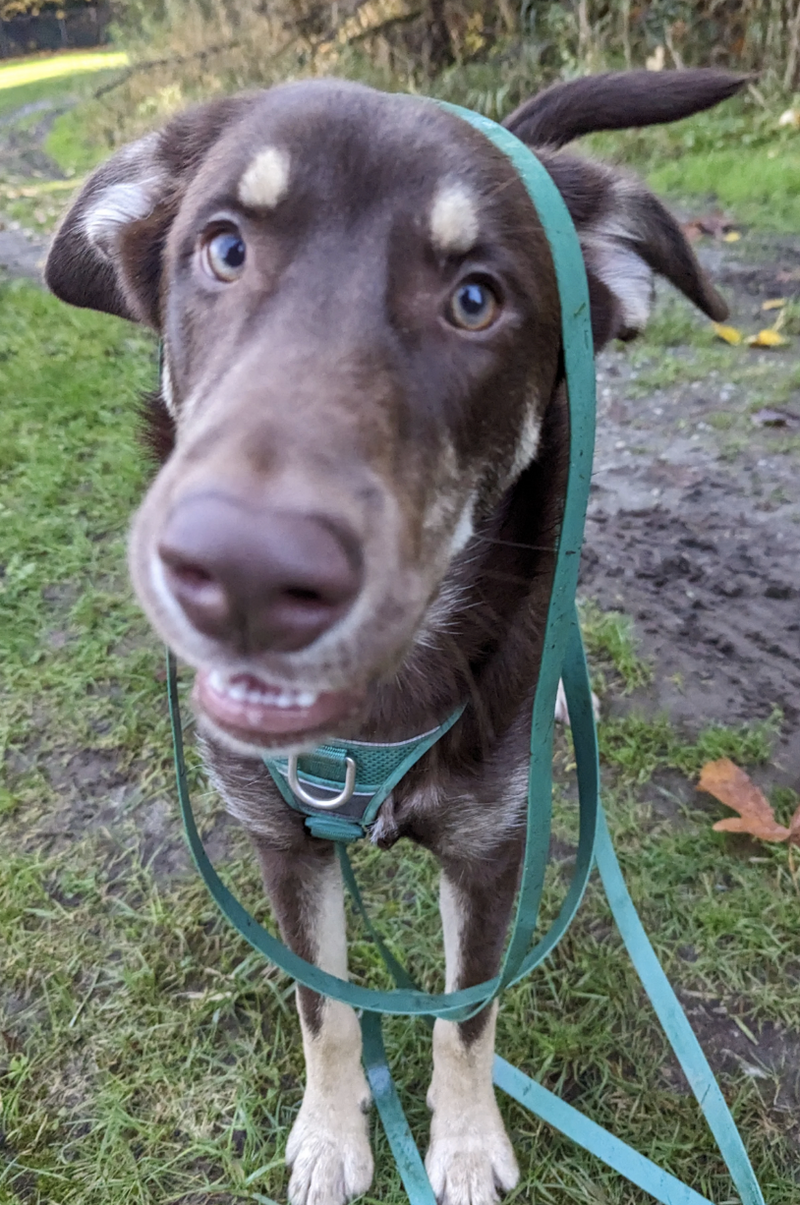 Load image into Gallery viewer, Woof & Stuff Raven Waterproof Longline - Discover Dogs